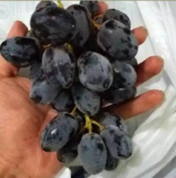 Buah Anggur Hitam Tanpa Biji